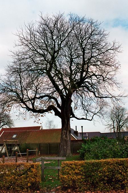 Resize_of_kastanje_hoek_moeshorn_oosterw Resize_of_kastanje_hoek_moeshorn_oosterw