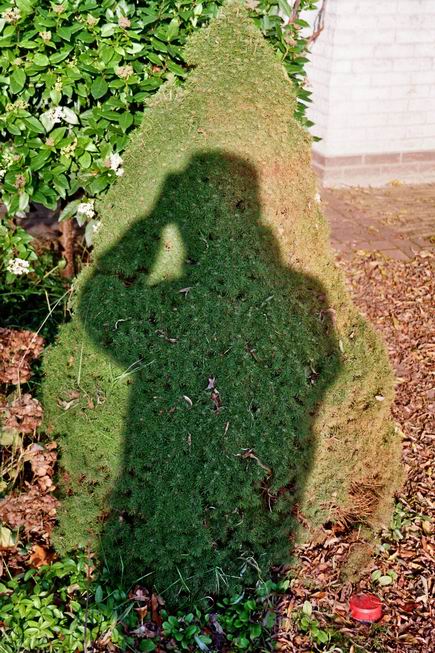 Resize_of_schaduwbeeld_op_conifeer