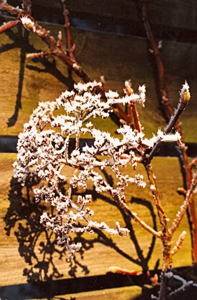 Resize_of_berijpteschermbloemigedec2007