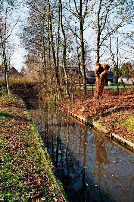 Resize_sloot_met_bomen_hertenkamp