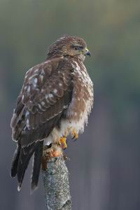 Resize_of_buizerd_wikipedia