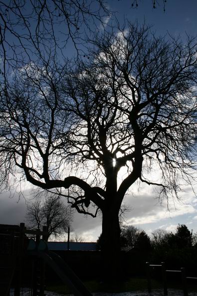 Resize_of_kastanjeboom_in_tegenlich