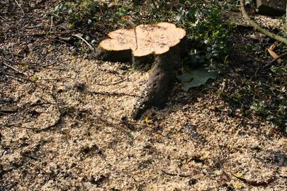 Resize_of_wat_een_motorzaag_al_niet