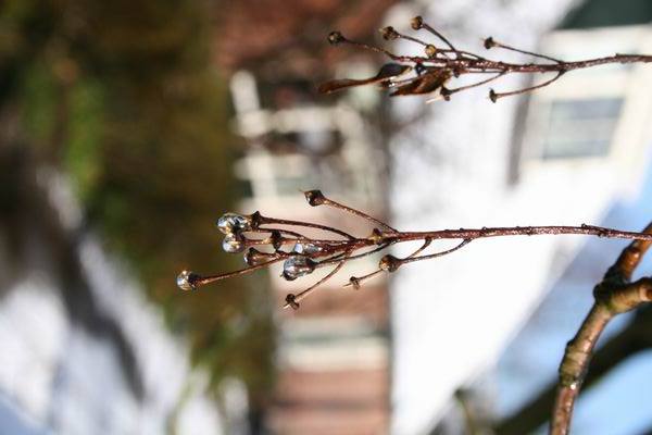 Resize_of_paasdetails_met_winterse_