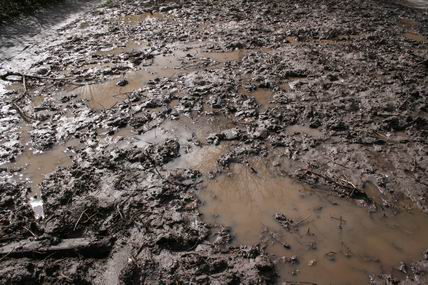 Resize_of_moeras_voor_het_huis_31_m Resize_of_moeras_voor_het_huis_31_m