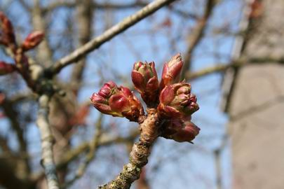 Resize_of_prunusknoppen_staan_op_sp