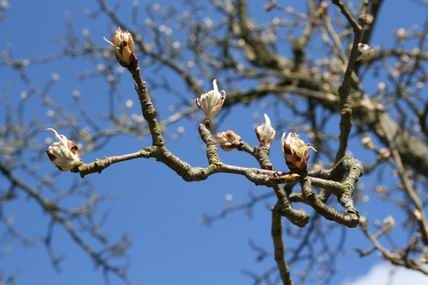 Resize_of_20080825_0489