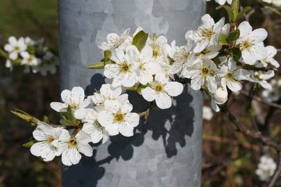 Resize_of_bloesemtakje_voor_buis_17