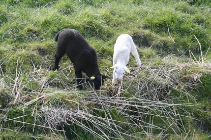 Resize_of_lente_zwart_en_wit_lam_13