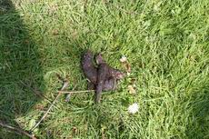 Resize_of_20080927_1443