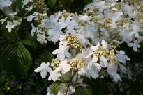 Resize_of_tak_bloeiende_hortensia_o