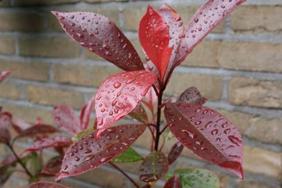 Resize_of_beregende_plant_29042008 Resize_of_beregende_plant_29042008