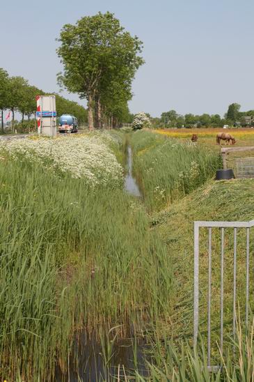 Resize_of_n355_sloot_bloemen_150520