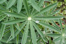 Resize_of_lupine_bladeren_met_drupp