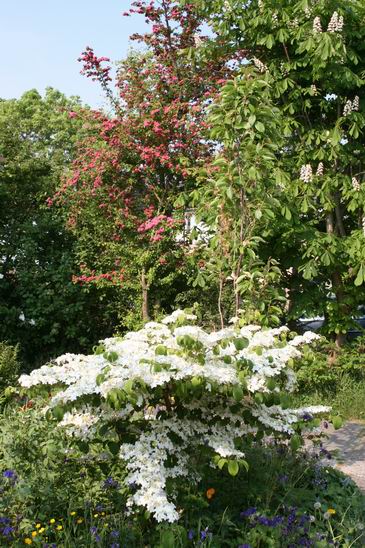 Resize_of_bloemenpracht_mei_2008