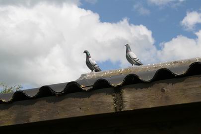 Resize_of_postduiven_kalf_2_1905200