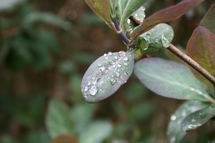 Resize_of_kamperfoelieblad_met_drup