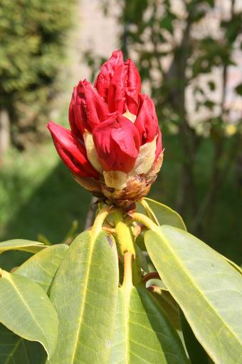 Resize_of_knop_wordt_bloem_rododend