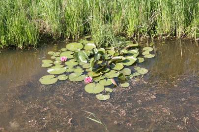 Resize_of_waterlelie_bij_mokkenburg
