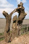 Arbre_artistique_13042008