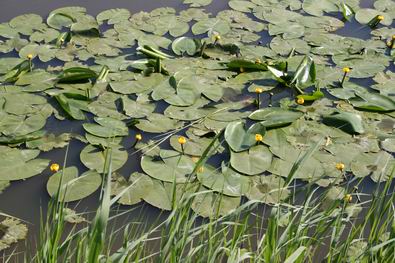 Resize_of_dotterbloemen_in_schipslo