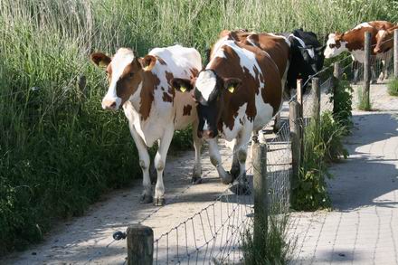 Resize_of_datemakoeien_naar_de_me_3