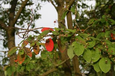 Resize_of_verkleuring_2_28052008