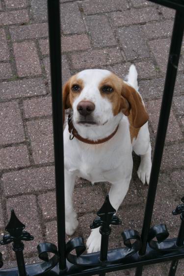 Resize_of_hond_achter_hek_15062008