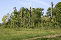 Resize_of_bomen_als_staken_bij_mokk