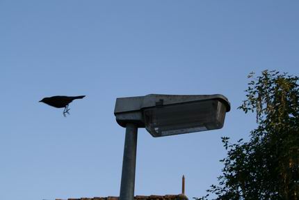 Resize_of_merel_vliegt_weg_23072008