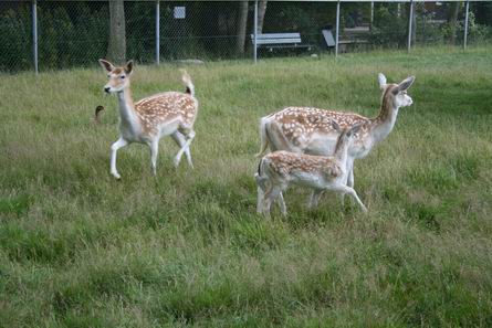 Resize_of_damherten_er_dreigt_gevaa