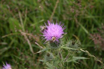 Resize_of_distel_met_bijen_2_180720
