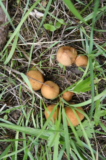 Resize_of_paddestoelen_juli_2_18072