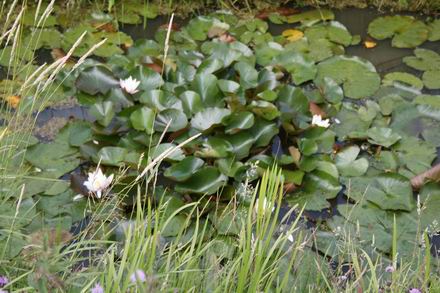Resize_of_waterlelies_in_sloot_de_j