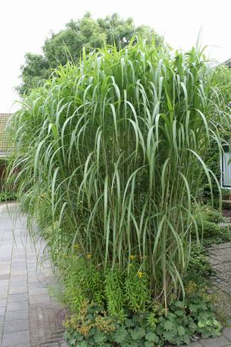 Resize_of_20080806_3191