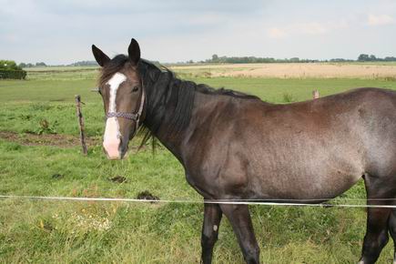 Resize_of_20080806_3171