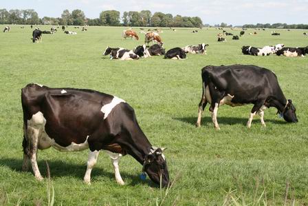 Resize_of_koeien_bij_spanjaardsdijk