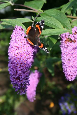 Resize_of_atalanta_op_buddleya_3_06