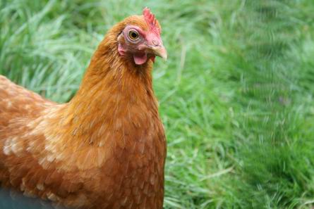 Resize_of_hen_hdew_3_19082008