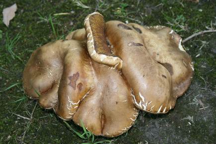 Resize_of_paddestoel_langestraat_zu