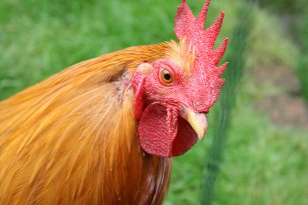 Resize_of_haan_hdew_4_19082008