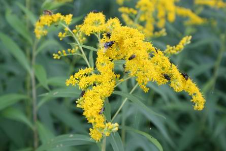 Resize_of_guldenroede_met_insecten_