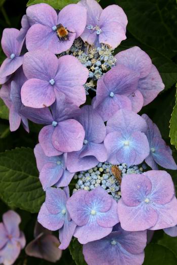 Resize_of_hortensia_met_insect_2_19