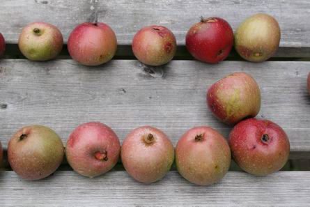 Resize_of_valappels_19082008