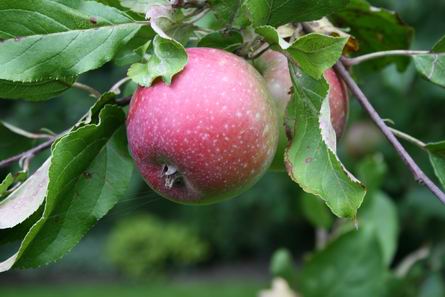 Resize_of_appels_hdew_19082008