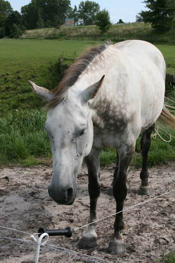 Resize_of_paard_door_vliegen_geplaa