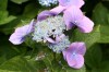 Hortensia_hdew_19082008