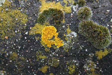 Resize_of_dakpannen_dorpsstee_3_030