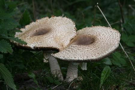 Resize_of_paddestoel_bij_villa_vrij