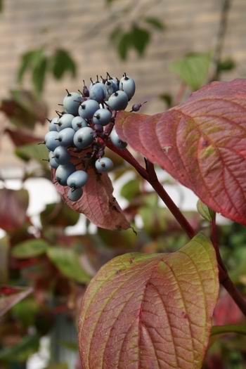 Resize_of_herfst_in_aantocht_4_1609